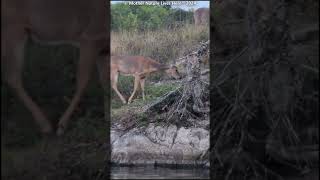 Beautiful Whitetail deer grazes by the river 3 [upl. by Alaet]