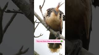 Meet the Hoatzin [upl. by Ahcarb264]