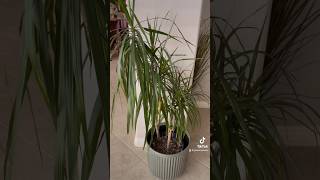 Dracaena Marginata Care Tips🌿 [upl. by Nivlam]