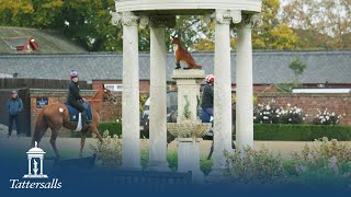 Tattersalls Autumn Horses in Training Sale Review 2024 [upl. by Eire652]