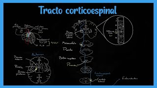 Tracto Corticoespinal Sistema Piramidal  EXPLICADO FÁCIL [upl. by Raddatz]