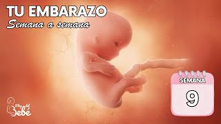 ❤️ Semana 9 de embarazo 🤰 Síntomas consejos y desarrollo del bebé  El embarazo semana a semana [upl. by Ilellan]