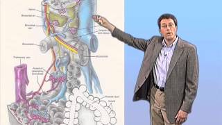 John McKinney Tuberculosis Infection [upl. by Ansela]