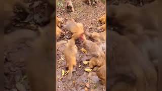 100 Monos comiendo platanos 🐒100 Monkeys eating bananas [upl. by Travis]