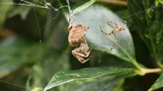 Garden spiders mating ritual  no audio [upl. by Michaella]