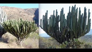 Planting the Worlds Largest Cactus Perfect Cactus Soil [upl. by Yael]