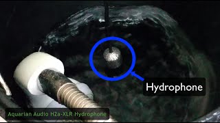 Aquarian Audio H2aXLR Hydrophone Test [upl. by Sharia]