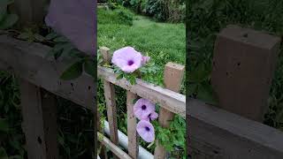 Common Morning Glory Ipomoea purpurea [upl. by Ailic492]