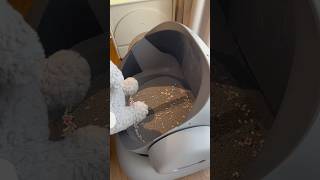 When raising a cat but not wanting to clean the litter box for it Smartcatlitterboxneakasa [upl. by Etterrag]