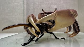 The crab that met the Hercules beetle was in high spirits [upl. by Annaehr]