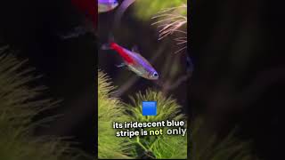 The Real Story Behind Fish Top Fish Trends This Year fish colorfulfish sea bluewater sea [upl. by Tila]