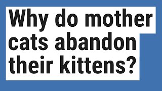 Why do mother cats abandon their kittens [upl. by Ynattib]