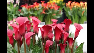 Planting Zantedeschia Rhizomes [upl. by Airdna459]