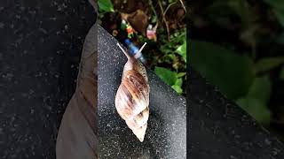 Snail under phylum mollusca in biology [upl. by Meela]