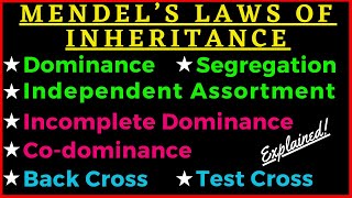 Mendels 3 Laws of Inheritance Dominance Segregation Independent Assortment Genetics Punnett Square [upl. by Yesdnik]