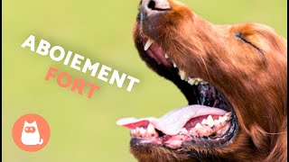 Chien QUI ABOIE FORT 🐶🔊 ABOIEMENT de CHIEN voyez comment votre CHIEN RÉAGIT [upl. by Sil]