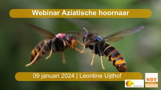 Webinar Aziatische hoornaar 09 januari 2024 1 [upl. by Enihpled]