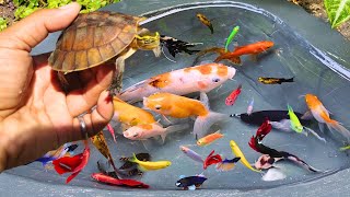 Catch lots of colorful glofish in the pond betta fish goldfish molly fish koi turtles RTC fish [upl. by Anni]