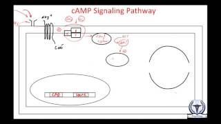 Mechanism of Drug Action  Cyclic AMP Pathway cAMP Pathway [upl. by Zoe]