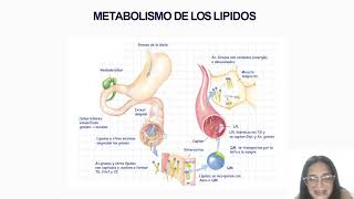 METABOLISMO DE LOS LIPIDOS [upl. by Kopple723]