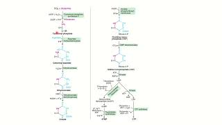 Pyrimidine Nucleotide Biosynthesis Malayalam [upl. by Gregoor984]