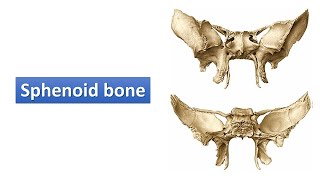 Sphenoid bone Prof Ashfaqur Rahman [upl. by Berkman189]