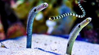 Spotted Garden Eel A Tiny Marine Marvel [upl. by Bast]