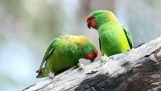 Little Lorikeet Glossopsitta Pusilla [upl. by Lilith]