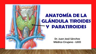 🥇 ANATOMÍA DE LA GLÁNDULA TIROIDES Y PARATIROIDES Fácil Rápida y Sencilla [upl. by Rufford]