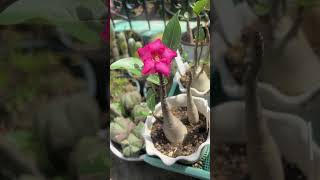 Adeniums  First Bloom  Black Hawk Adenium Seedlings  Garden Diary [upl. by Wyler]