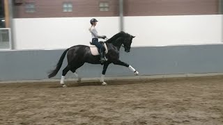 IMPREZZ KWPN gelding by Jazz x Future [upl. by Ethan]