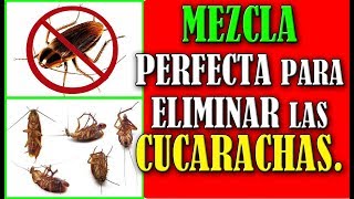 Mezcla Perfecta para eliminar las Cucarachas del hogar [upl. by Emsoc]