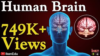 Human Brain Animation  Learn Anatomy Of The Human Brain  iKen  iKen Edu  iKen App [upl. by Mazur312]