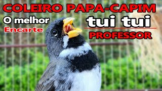 encarte tui tui COLEIRO PAPACAPIM com PROFESSOR [upl. by Hoffert]