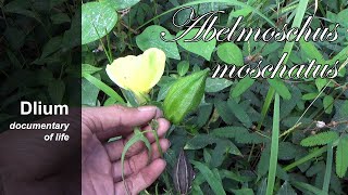 Abelmosk Abelmoschus moschatus  part 1 [upl. by Micki]