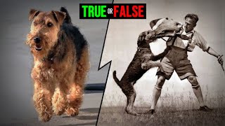 The Airedale Terrier Was the First to Be Used in the Police of Great Britain shorts [upl. by Ilana]