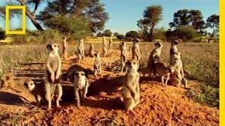 MEERKATS 3D  National Geographic [upl. by Melonie227]