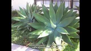 Agave attenuata  Fox Tail Agave [upl. by Owen536]