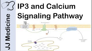 Inositol Triphosphate IP3 and Calcium Signaling Pathway  Second Messenger System [upl. by Ewens716]