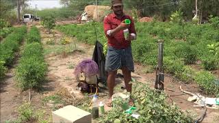 Application of Biofertilizers and Biopesticides through Drip Irrigation [upl. by Brittney765]