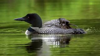 Loons Calling [upl. by Arturo]