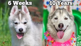 My Husky Puppy Growing Up 6 Weeks to 10 Years  Unseen Clips [upl. by Arykahs]