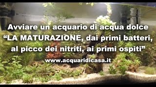 Avviare un acquario di acqua dolce quotLA MATURAZIONE primi batteri picco dei nitriti primi ospitiquot [upl. by Gilemette]