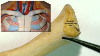 Osteology of the clavicle [upl. by Trow250]