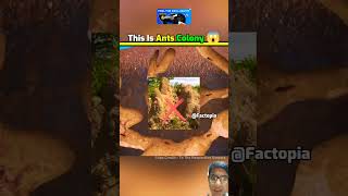 Ab Ants house short amazing ants house viral [upl. by Dinesh]