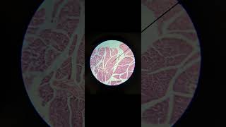 pancreas histology histology slide anatomy neetpg medical next anatomyquiz anatomymcq [upl. by Anahsahs]