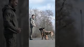 k9 dog dogsoftiktok tactical dogtrainer trending viralvideo [upl. by Editha426]