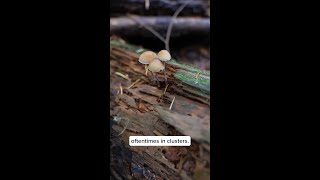 Hypholoma dispersum [upl. by Nnomae438]