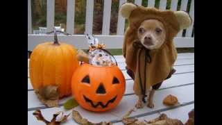 Cutest Chihuahuas Halloween Costume Funny Dog Tommy as Ewok [upl. by Elazaro365]