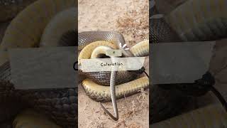 Top 10 Inland Taipan Snake Facts sanke snakevideo inlandtaipan [upl. by Jacinta529]